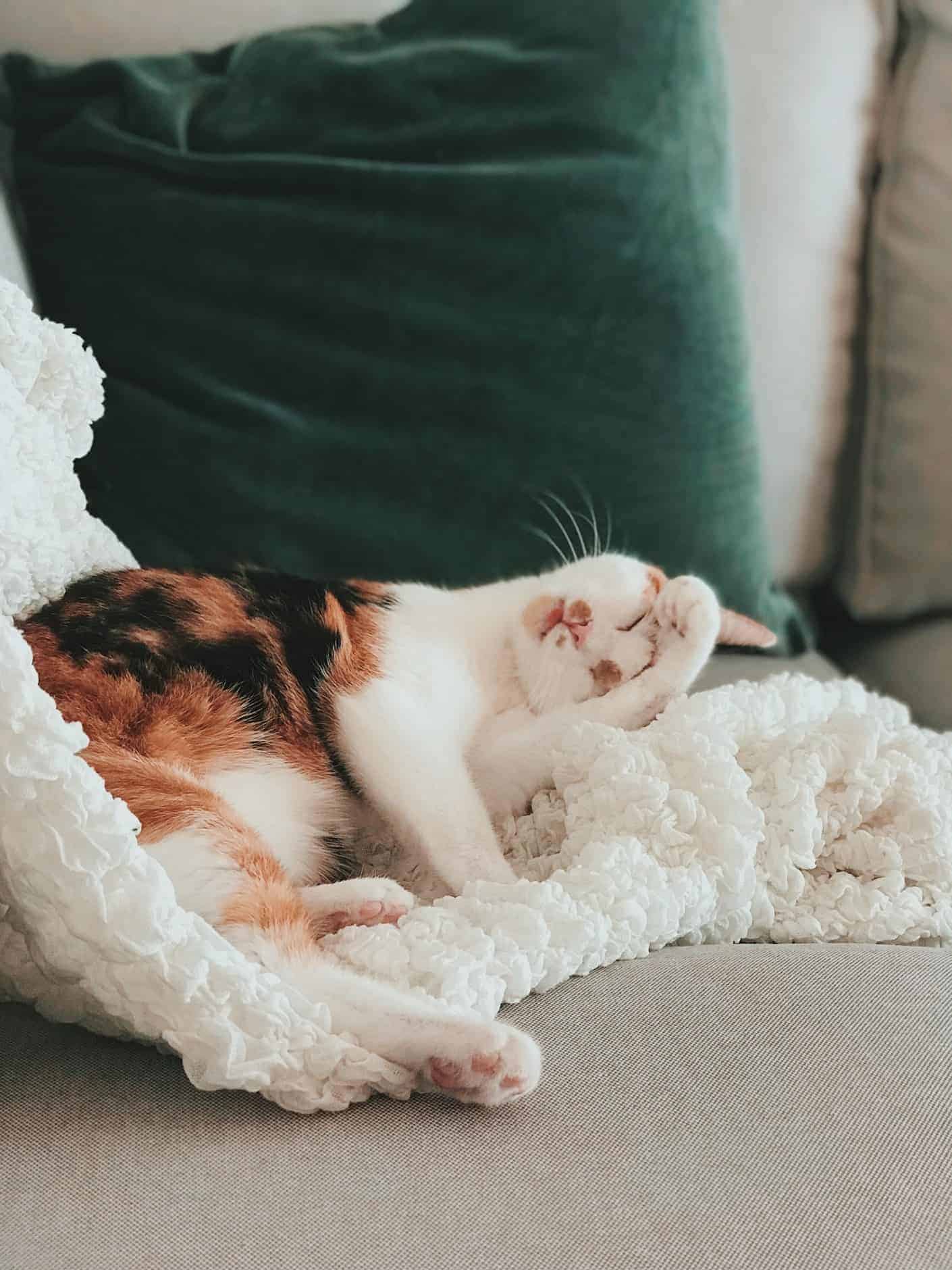 adorable-animal-animal-photography-2401960 what makes a good nights sleep